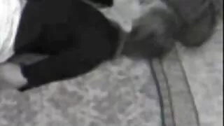 Blowjob ຈາກ babes ຮ້ອນແລະ passionate ການຮ່ວມເພດ